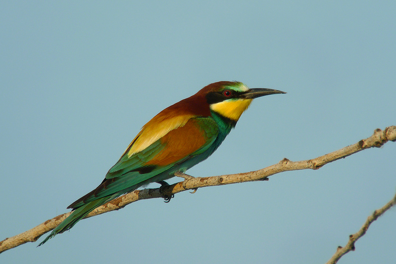 Gruccione in Digiscoping